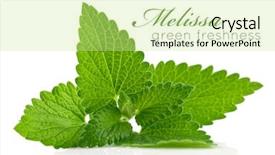  Presentation with green leaf - Cool new presentation with fresh green leaf of melissa backdrop and a soft green colored foreground