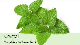  Presentation with green leaf - Colorful PPT theme enhanced with fresh green leaf of mint backdrop and a yellow colored foreground