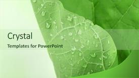  Presentation with water rain drop hanging on a fresh green leaf - Presentation design enhanced with fresh green leaf with drops background and a  colored foreground