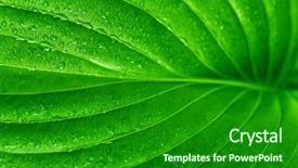  Presentation with water rain drop hanging on a fresh green leaf - Amazing PPT theme having fresh green leaf with drops backdrop and a forest green colored foreground