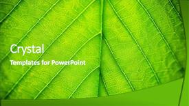  Presentation with green leaf - Beautiful slide deck featuring fresh green leaf with vein backdrop and a shamrock green colored foreground