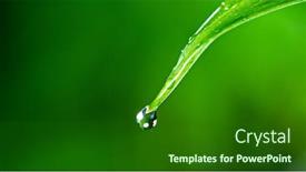  Presentation with green relaxation - Beautiful slides featuring fresh-green-leaf-with-water backdrop and a forest green colored foreground