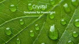  Presentation with water droplets - Colorful slides enhanced with fresh green leaf with water backdrop and a  colored foreground