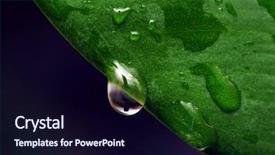  Presentation with water leaf - Cool new theme with fresh green leaf with water backdrop and a  colored foreground