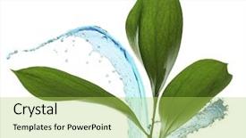  Presentation with water rain drop hanging on a fresh green leaf - Cool new presentation theme with fresh green leaves and water backdrop and a yellow colored foreground