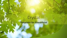  Presentation with green leaves - Slides having fresh-green-leaves-background-sun background and a gold colored foreground