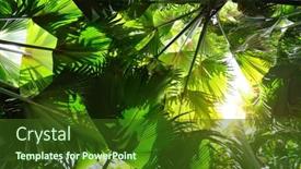  Presentation with coconut palm tree - Slides consisting of fresh-green-leaves-coco-de background and a tawny brown colored foreground