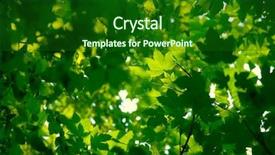  Presentation with tea leaves fresh green leaf - PPT theme consisting of fresh green leaves forming natural background and a forest green colored foreground