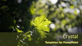  Presentation with springtime - PPT theme enhanced with fresh-green-leaves-in-springtime background and a tawny brown colored foreground