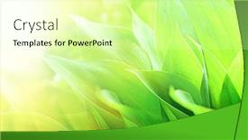  Presentation with lily - Cool new slides with  backdrop and a  colored foreground