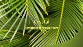  Presentation with green leaves - Slides consisting of fresh-green-leaves-of-natural background and a tawny brown colored foreground