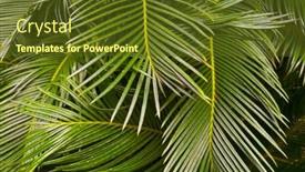  Presentation with green leaves - PPT theme enhanced with fresh-green-leaves-of-natural background and a tawny brown colored foreground