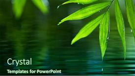  Presentation with fresh water - Slide set consisting of fresh-green-leaves-with-water background and a forest green colored foreground