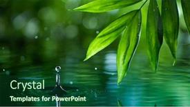  Presentation with green relaxation - Presentation consisting of fresh-green-leaves-with-water background and a forest green colored foreground