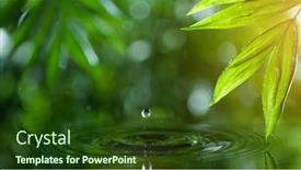  Presentation with green relaxation - Slide set with fresh-green-leaves-with-water background and a tawny brown colored foreground