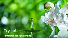  Presentation with fresh water - Slide deck enhanced with fresh-green-leaves-with-water background and a forest green colored foreground