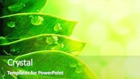  Presentation with green leaves - Presentation having fresh green leaves background and a shamrock green colored foreground