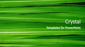  Presentation with green leaves - Presentation featuring fresh green lemongrass leaves background background and a forest green colored foreground