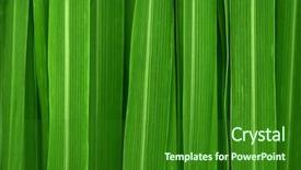  Presentation with green leaves - Presentation theme consisting of fresh green lemongrass leaves background background and a forest green colored foreground
