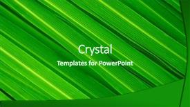 Presentation with green leaves - Presentation design enhanced with fresh green lemongrass leaves background background and a forest green colored foreground