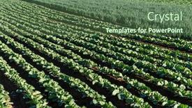  Presentation with lettuce - Audience pleasing slides consisting of fresh-green-lettuce-field backdrop and a ocean colored foreground