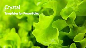  Presentation with light green - Presentation theme having fresh green lettuce salad closeup background and a shamrock green colored foreground