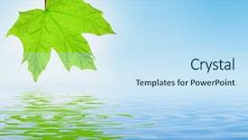  Presentation with water leaf - Slides featuring fresh green maple leaf is background and a sky blue colored foreground