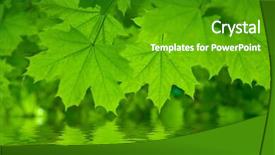  Presentation with green maple leaves - Colorful slide deck enhanced with fresh green maple leaves reflect in a water backdrop and a shamrock green colored foreground