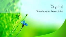  Presentation with daisy - Colorful presentation theme enhanced with sugar loaf is a green unearthly peak rising over the marvellous city and one of the biggest tourist attractions in rio de janerio brazil experience an iconic locale for a bird s eye view from copacabana beach to corcovado mountain as well as an equa backdrop and a gray colored foreground