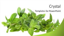  Presentation with mint - Beautiful slide set featuring fresh green mint isolated backdrop and a  colored foreground