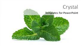  Presentation with green leaves - Presentation having fresh-green-mint-leaves-isolated background and a white colored foreground