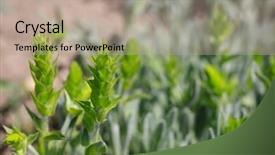  Presentation with tea leaves fresh green leaf - PPT layouts with fresh green mountain tea field background and a  colored foreground