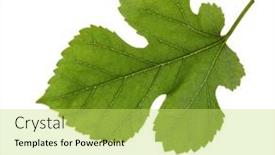  Presentation with white mulberry - Presentation design consisting of fresh-green-mulberry-leaf-isolated background and a  colored foreground