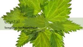  Presentation with nettle - Beautiful theme featuring fresh green nettle isolated on white background backdrop and a gold colored foreground