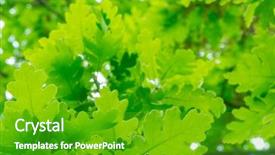  Presentation with oak - PPT theme consisting of fresh green oak leaves beautiful nature background background and a shamrock green colored foreground