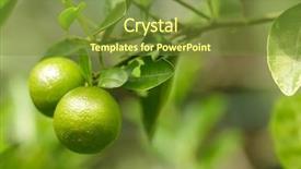  Presentation with green tree - PPT layouts with fresh green oranges on tree background and a tawny brown colored foreground