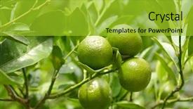  Presentation with green tree - Presentation design consisting of fresh green oranges on tree background and a gold colored foreground