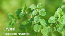  Presentation with oregano - Presentation design enhanced with fresh green oregano close up background and a tawny brown colored foreground