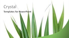  Presentation with green leaves - Presentation enhanced with fresh-green-pandan-leaves-isolated background and a white colored foreground