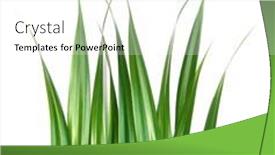  Presentation with green leaves - Slide set with fresh-green-pandan-leaves-isolated background and a white colored foreground