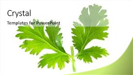  Presentation with green fresh food - Slide deck enhanced with coriander - fresh green parsley isolated background and a white colored foreground