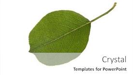  Presentation with green leaf - PPT theme consisting of fresh-green-pear-leaf-isolated background and a white colored foreground