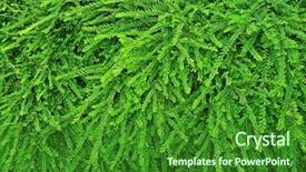  Presentation with plant anatomy - Presentation theme with fresh green plant background and a forest green colored foreground