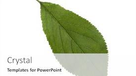  Presentation with green leaf - PPT layouts enhanced with fresh-green-plum-leaf-isolated background and a white colored foreground