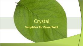  Presentation with green leaf - Presentation theme consisting of fresh-green-quince-leaf-isolated background and a tawny brown colored foreground