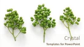  Presentation with pepper - PPT theme enhanced with fresh-green-sansho-japanese-pepper background and a cream colored foreground