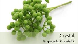  Presentation with pepper - Audience pleasing slides consisting of fresh-green-sansho-japanese-pepper backdrop and a mint green colored foreground