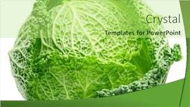  Presentation with cabbage - PPT theme featuring fresh-green-savoy-cabbage-isolated background and a mint green colored foreground