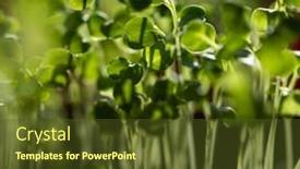  Presentation with green fresh food - PPT theme enhanced with fresh-green-seedlings-growing-healthy background and a tawny brown colored foreground