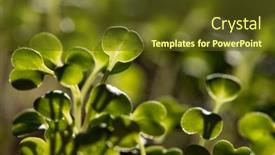  Presentation with green fresh food - PPT layouts with fresh-green-seedlings-growing-healthy background and a tawny brown colored foreground